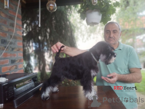 Photo №1. schnauzer miniature - à vendre en ville de Leskovac | négocié | Annonce №141410