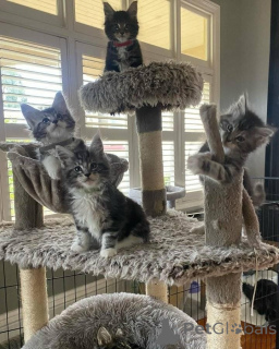 Photo №1. maine coon - à vendre en ville de Leipzig | 450€ | Annonce № 160426