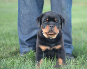 Photo №1. rottweiler - à vendre en ville de Cassandreia | négocié | Annonce №158307