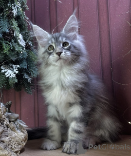 Photo №1. maine coon - à vendre en ville de Baden-Baden | 990€ | Annonce № 163670
