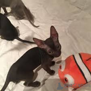 Photo №3. Cornish Rex-Kätzchen à vendre. L'Autriche