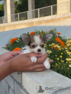 Photo №1. chihuahua - à vendre en ville de Dresde | négocié | Annonce №169840