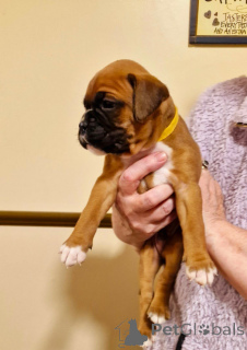 Photo №1. boxer - à vendre en ville de Франкфурт-на-Майне | 350€ | Annonce №143459