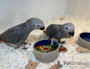Photo №1.  - à vendre en ville de Hannover | négocié | Annonce № 170206