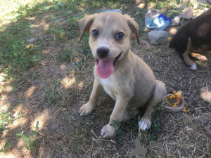 Photo №1. chien bâtard - à vendre en ville de Krasnodar | Gratuit | Annonce №7517