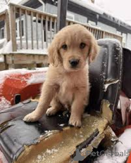 Photo №1. golden retriever - à vendre en ville de Flensburg | 1090€ | Annonce №167599