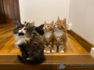 Photo №1. maine coon - à vendre en ville de Антверпен | 150€ | Annonce № 123527