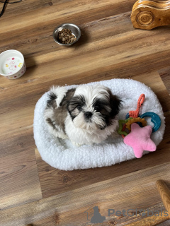 Photo №4. Je vais vendre chien bâtard en ville de Mississippi State. éleveur - prix - négocié