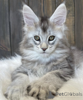 Photo №1. maine coon - à vendre en ville de Bellaire | 765€ | Annonce № 161710