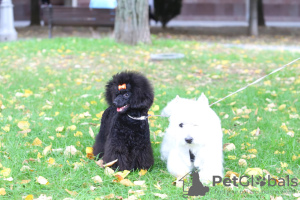 Photos supplémentaires: Chiot caniche jouet chienne