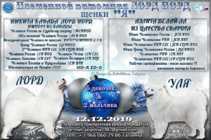 Photo №1. samoyède - à vendre en ville de Mozhaisk | 316€ | Annonce №6592