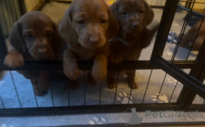 Photo №2 de l'annonce № 148647 de la vente teckel - acheter à Malte annonce privée