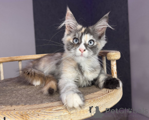 Photo №2 de l'annonce № 177882 de la vente maine coon - acheter à Pologne éleveur