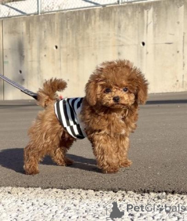 Photo №1. caniche (jouet) - à vendre en ville de Berlin | négocié | Annonce №163991