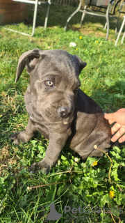 Photos supplémentaires: CANE CORSO beaux chiots