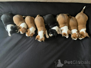 Photo №2 de l'annonce № 162764 de la vente basenji - acheter à Serbie 