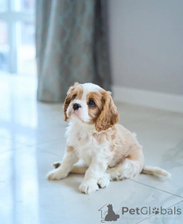 Photo №2 de l'annonce № 136681 de la vente cavalier king charles spaniel - acheter à L'Autriche annonce privée