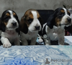 Photo №2 de l'annonce № 127257 de la vente basset hound - acheter à Allemagne annonce privée