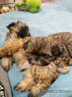 Photos supplémentaires: Chiots Shih Tzu de haute race.