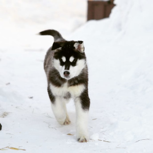 Photo №1. husky de sibérie - à vendre en ville de Novosibirsk | 248€ | Annonce №6229