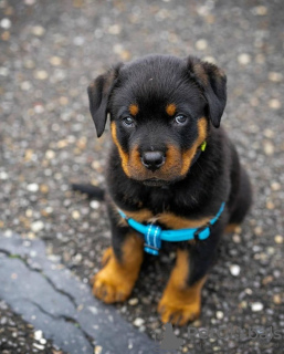 Photo №2 de l'annonce № 120149 de la vente rottweiler - acheter à La finlande annonce privée, éleveur