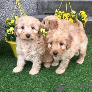 Photo №2 de l'annonce № 136918 de la vente chien bâtard - acheter à Suisse éleveur