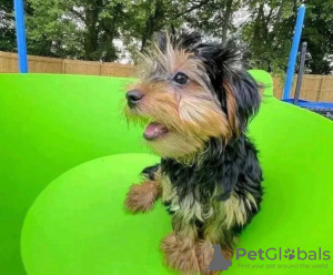 Photo №1. yorkshire terrier - à vendre en ville de Bridlington | négocié | Annonce №121638