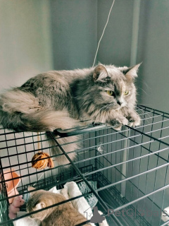 Photo №4. Je vais vendre  en ville de Samara. annonce privée - prix - Gratuit