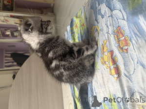 Photo №4. Je vais vendre scottish straight en ville de Minsk. annonce privée - prix - 63€