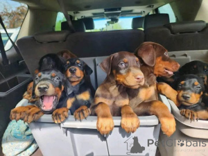 Photo №1. dobermann - à vendre en ville de Aalborg | 600€ | Annonce №173388