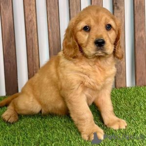 Photo №3. Golden Retriever chiots Votre compagnon de famille parfait vous attend. Allemagne