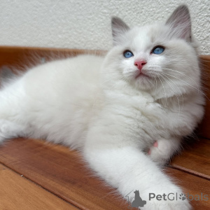 Photo №1. ragdoll - à vendre en ville de Þorlákshöfn | négocié | Annonce № 160393