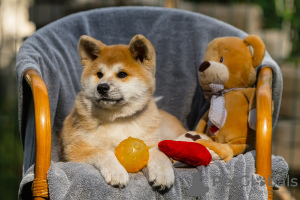 Photo №1. akita (chien) - à vendre en ville de Daugavpils | 700€ | Annonce №24787