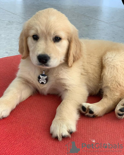 Photo №1. golden retriever - à vendre en ville de Seregno | 284€ | Annonce №125344