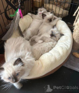 Photo №3. Beaux chatons Ragdoll. La Grande-Bretagne