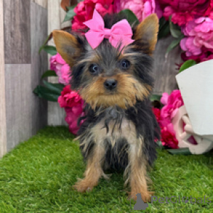 Photo №1. yorkshire terrier - à vendre en ville de New york | négocié | Annonce №167063