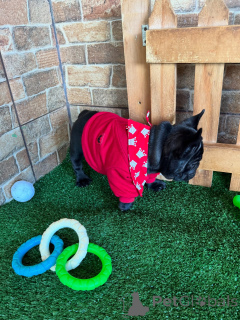 Photo №3. Votre nouveau meilleur ami est arrivé en disons bonjour à nos Frenchies!. Allemagne