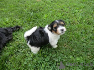 Photo №1. biewer yorkshire terrier - à vendre en ville de Zug | négocié | Annonce №140625