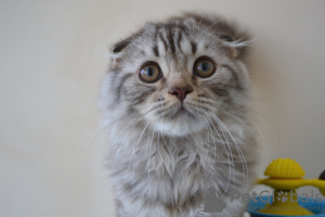 Photo №4. Je vais vendre scottish fold en ville de Varsovie. de la fourrière - prix - 404€