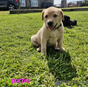 Photo №1. labrador retriever - à vendre en ville de Los Angeles | 531€ | Annonce №147057