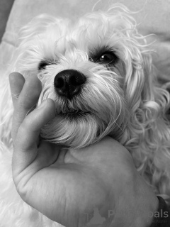 Photo №2 de l'annonce № 169153 de la vente bichon maltais - acheter à La finlande annonce privée