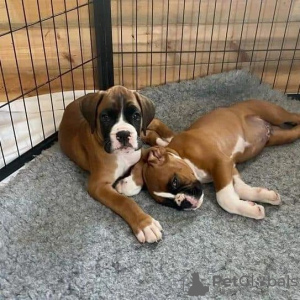 Photo №2 de l'annonce № 119874 de la vente boxer - acheter à La croatie annonce privée