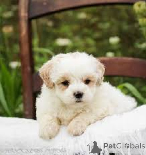 Photo №2 de l'annonce № 165283 de la vente maltipu - acheter à Belgique annonce privée, éleveur