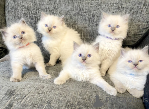 Photo №1. ragdoll - à vendre en ville de Dragsfjärd | négocié | Annonce № 161992