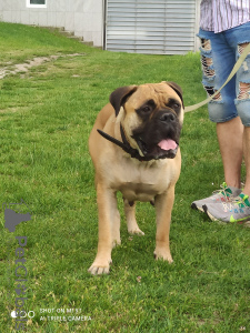 Photo №2 de l'annonce № 105253 de la vente bullmastiff - acheter à Serbie éleveur