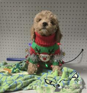 Photo №1. caniche (jouet) - à vendre en ville de Bakhmatch | 300€ | Annonce №167866