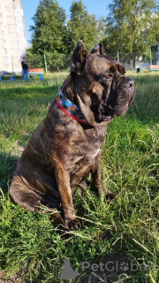 Photos supplémentaires: Chiots Cane Corso italien