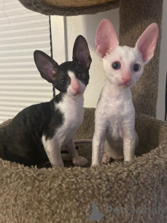 Photo №1. cornish rex - à vendre en ville de Kemnitz | 350€ | Annonce № 173629