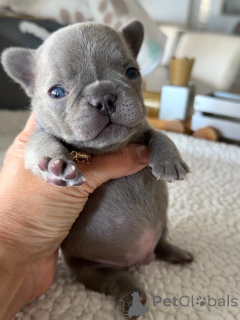 Photo №1. bouledogue - à vendre en ville de Berlin | négocié | Annonce №163616