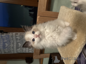 Photo №1. ragdoll - à vendre en ville de Nivelles | Gratuit | Annonce № 164583